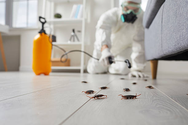 Commercial Rodent Management in Clendenin